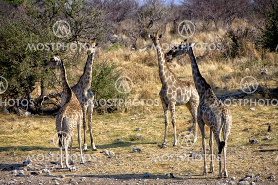 a group of four giraffe near a waterhole in etosha national park namibia africa