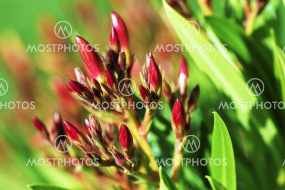 Spring Buds