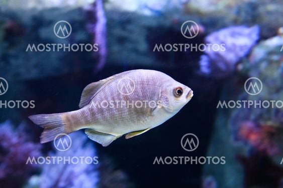 Sort surfperch (Embiotoca jacksonii)