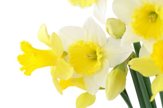 Daffodil Bouquet