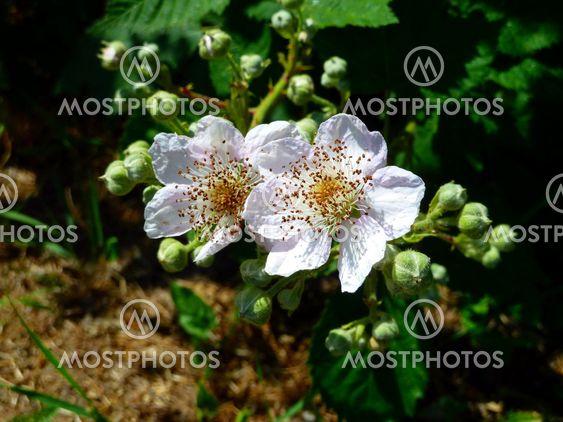 White hybrid tea rose