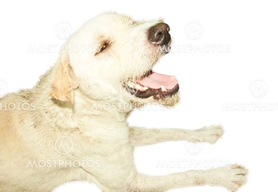 White dog.