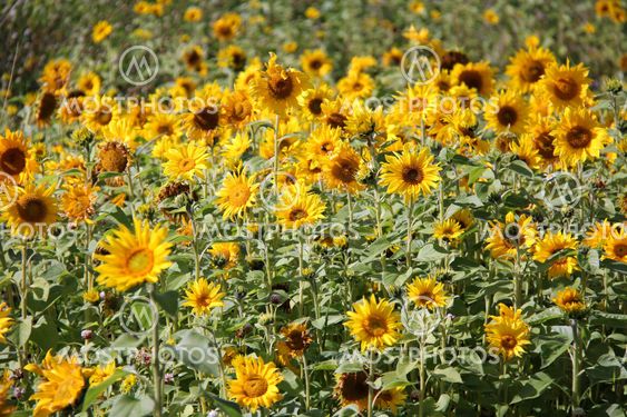 Natural Sunflower Field