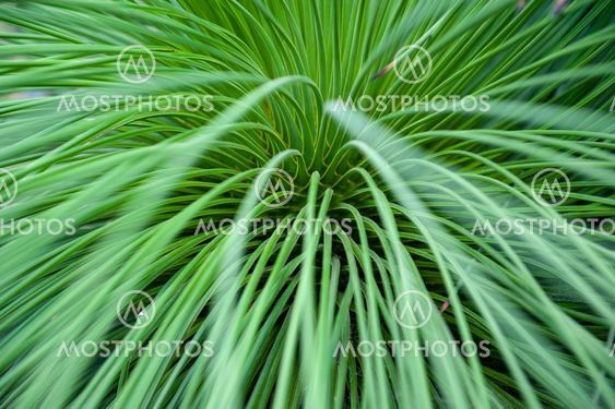 Close-up on leaves of Queretaro Yucca (Yucca queretaroensis, biconvex, denticulate-leaf), a plant species in the genus Yucca, family Asparagaceae, native to the Sierra Madre Occidental of the Mexican states of Hidalgo, Guanajuato, and Queretaro