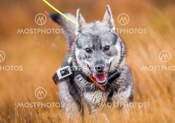 Hunting