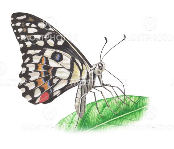 lime-butterfly