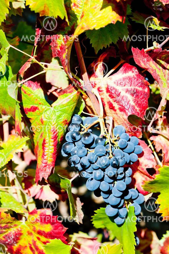 red grapes, Douro Valley, Portugal