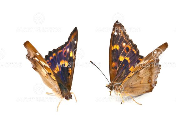 Two beautiful butterfly