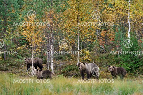 Brown bear family in the autumn