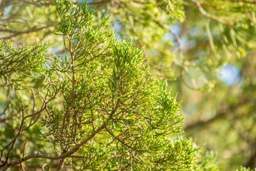 Green Leaves of a Juniper tree evergreen