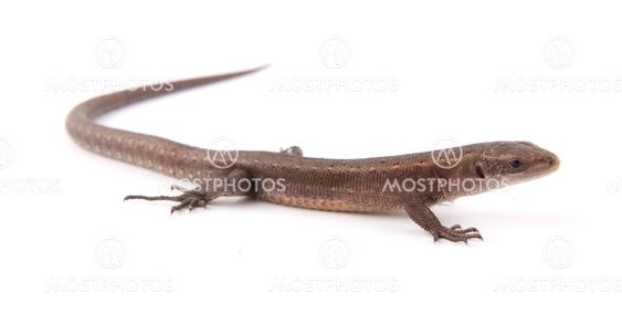 Llizard