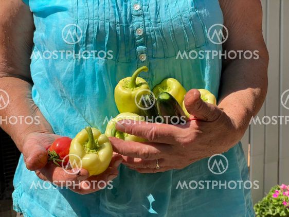 Fresh organic vegetables close up in female farmer...