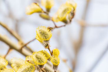 Nature awakes in spring. Blooming willow twigs and furry...