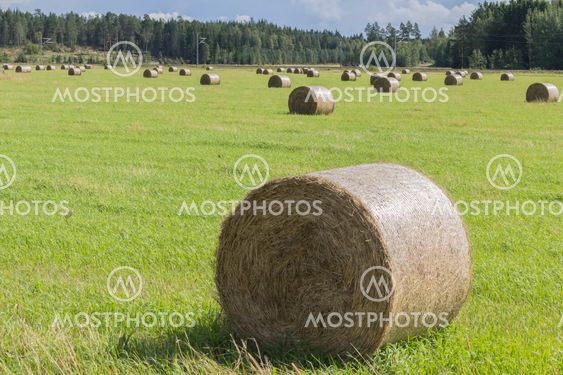 Haymaking