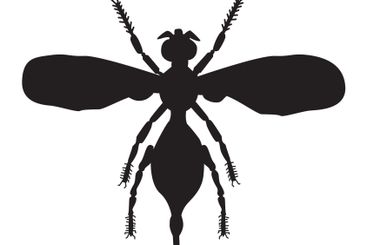 Bug silhouette isolated on white background.