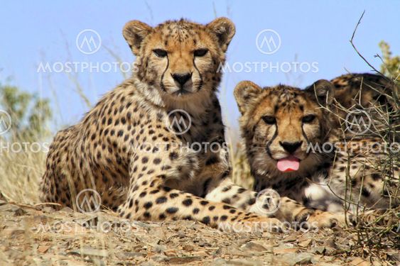 cheetahs in etosha national park namibia africa