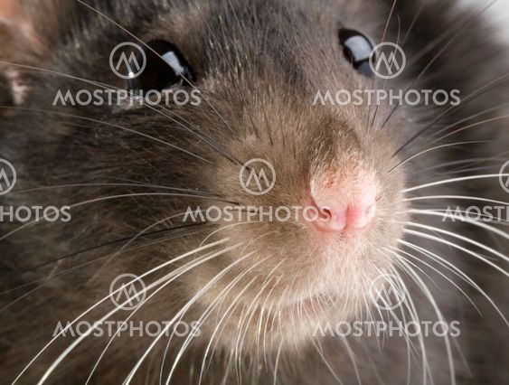 rat