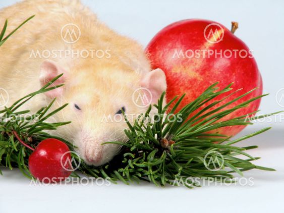 Shaggy rats about a branch of a New Year tree 2