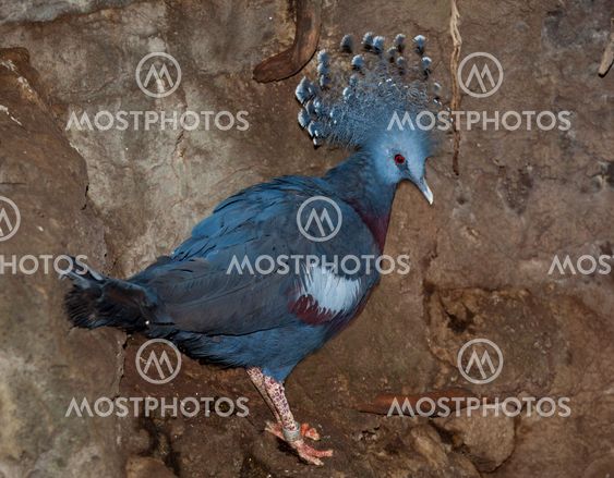 Victoria Crowned-Pigeon