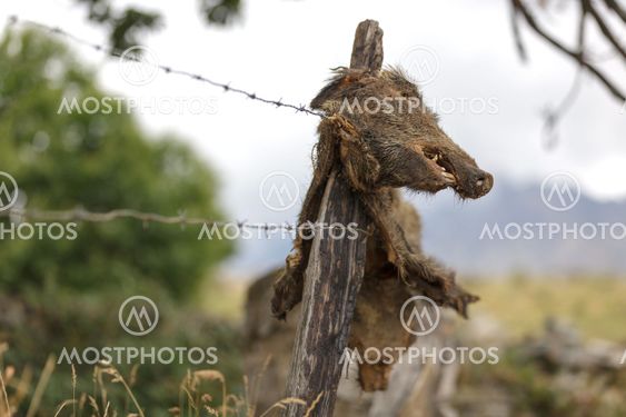 impaled wild boar face
