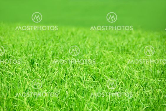 Green field