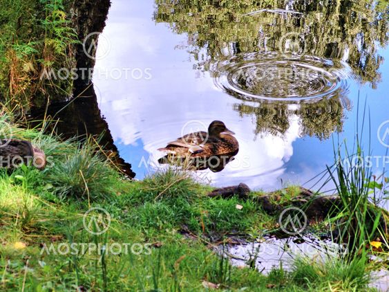 duck
