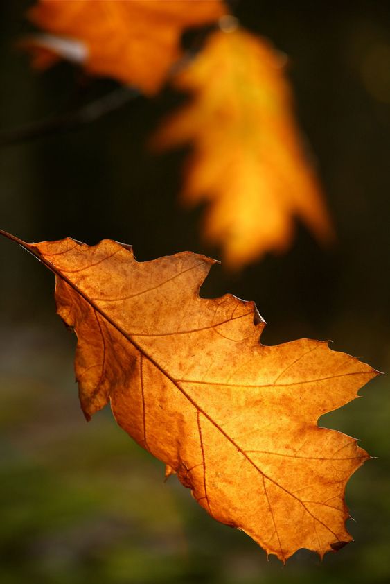Autumn leaves, a thing of the past, when the winter Heron