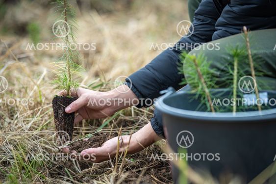 plantation of young trees for forest regeneration after...