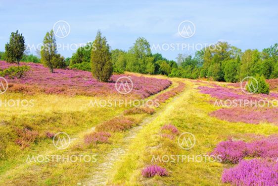 landscape Lueneburg Heath in autumn