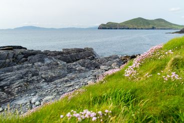 Pink thrift flowers blossoming on rough rocky shore...