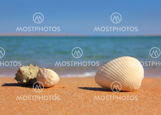 beach with seashelsl near sea