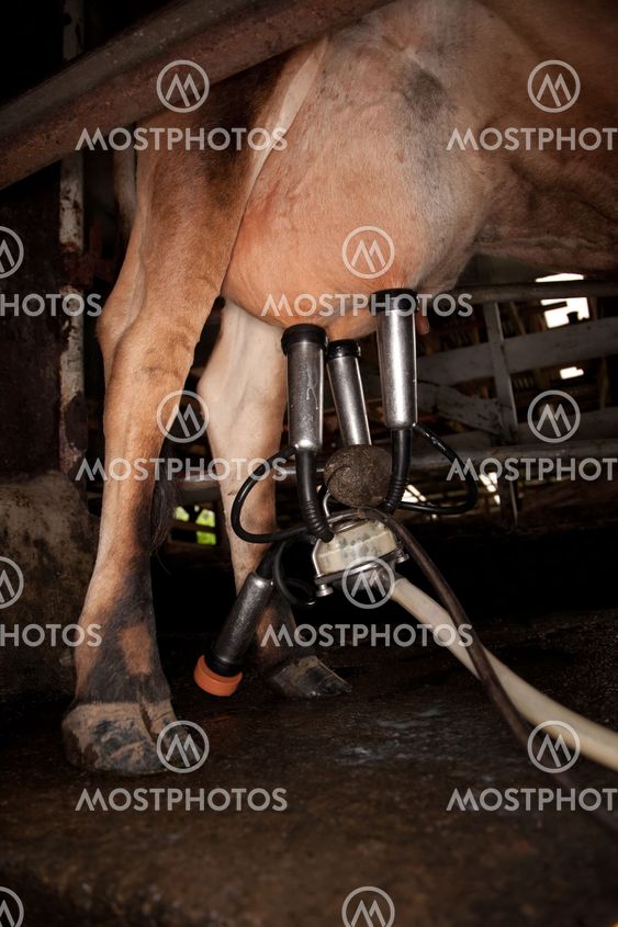 Milking Machine