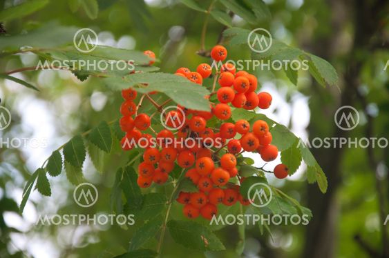 Pyracantha Firethorn Orange Berries