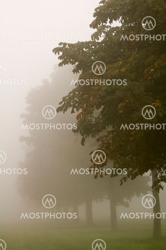 Trees in mist