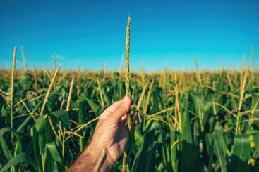 Farmer examining tasseling corn plant in field