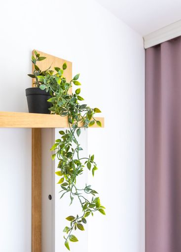 Indoor green plant on the shelf. Home interior