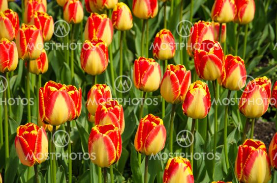 Shiny tulips