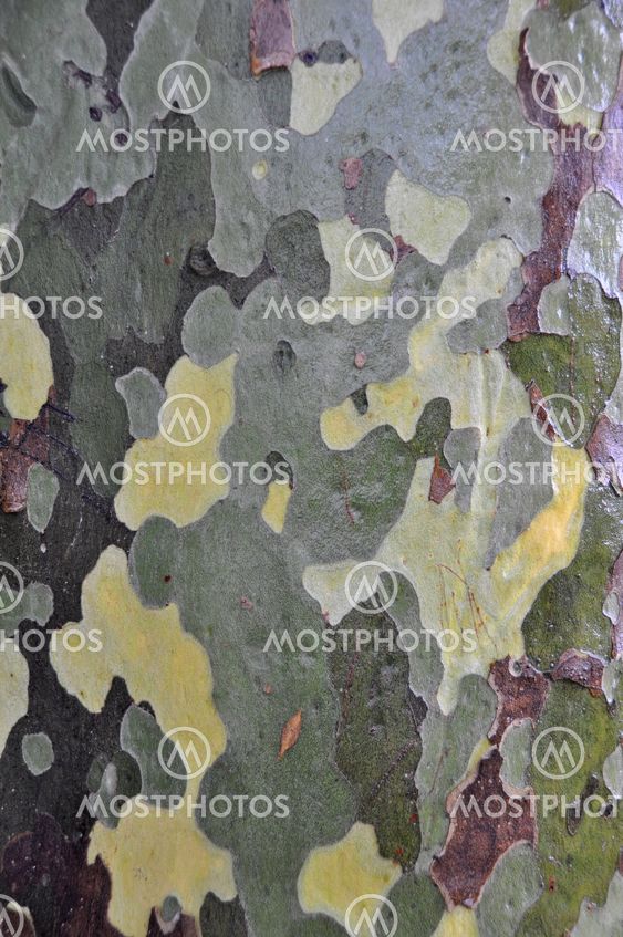 Camouflage Trees