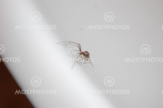 Another spider
