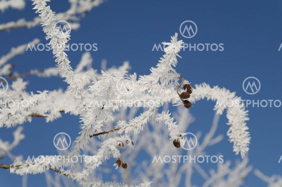 Branches of alder tree