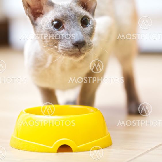 Hairless Cat Eating