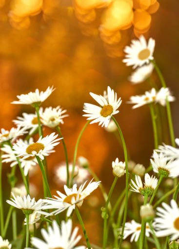 Nature, flowers and daisy with growth for garden,...