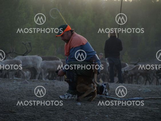 veal labelling