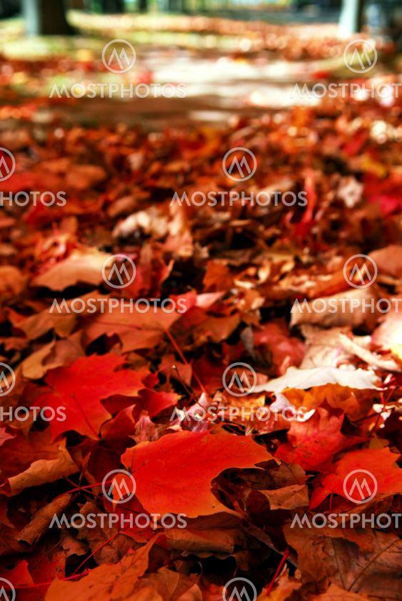 Fallen autumn leaves