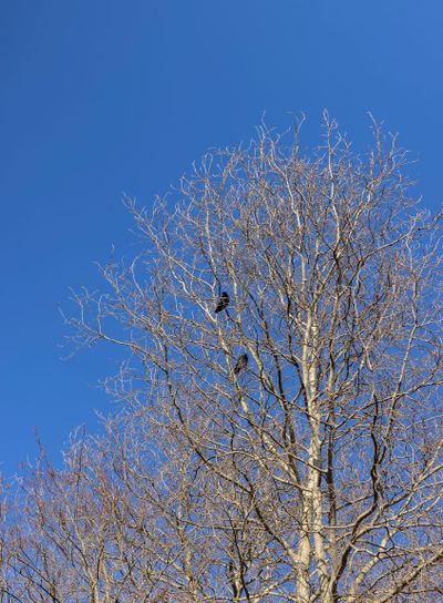 Bare trees in early spring in sunny clear weather