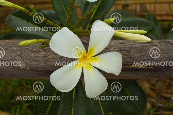 Tropical flowers frangipani