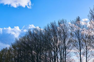 Nature, forest and trees with blue sky outdoor for...