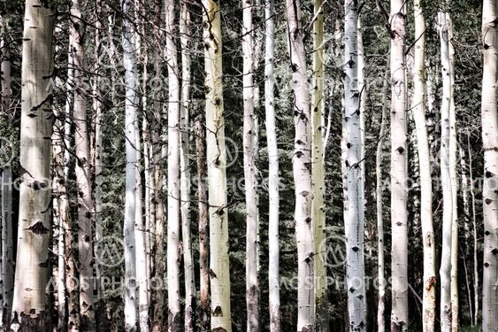 Aspen tree trunks