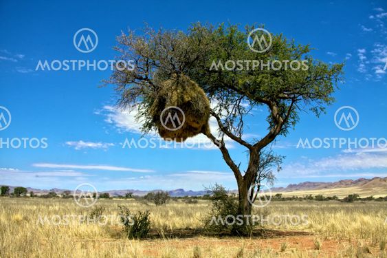 large sociable weaver's nest in a camelthorn tree at the namib naukluft national park namibia