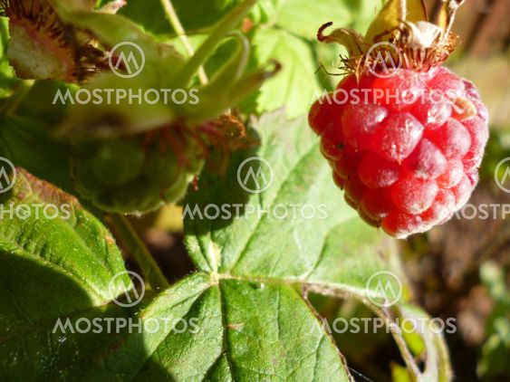 raspberry